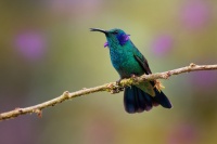 Kolibrik - Colibri cyanotus - Lesser Violetear o0561